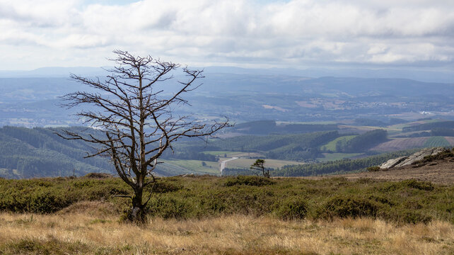 Solitary dry tree on a mountain summit facing a wide valley