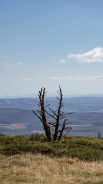 Dry tree trunk on a mountain meadow with the valley in the background
