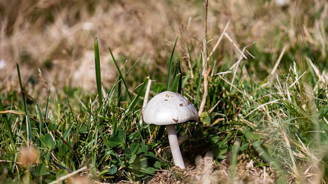 White wild mushroom growing in the field grass