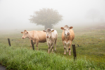Three cows lined up next to a barbed-wire fence, gazing into the camera amidst soft mist while grazing in a pasture in Simrishamn, Sweden. © Ove