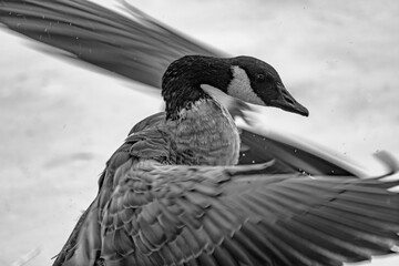 A Canada goose flaps wings in black white © Cam