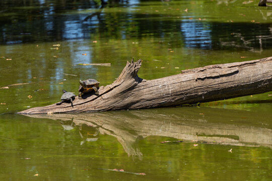 Two turtles bask in sunlight on a fallen log