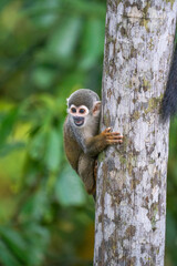 Ecuadorian squirrel monkey (Saimiri cassiquiarensis macrodon) climbing a tree trunk in Archidona, Ecuador © Angela