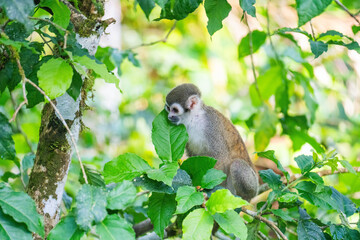 Ecuadorian squirrel monkey (Saimiri cassiquiarensis macrodon) in a tree, in Archidona, Ecuador © Angela