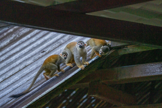 Ecuadorian squirrel monkeys (Saimiri cassiquiarensis macrodon) on the roof of a lodge in Archidona, Ecuador