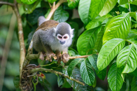 Ecuadorian squirrel monkey (Saimiri cassiquiarensis macrodon) in a tree, in Archidona, Ecuador
