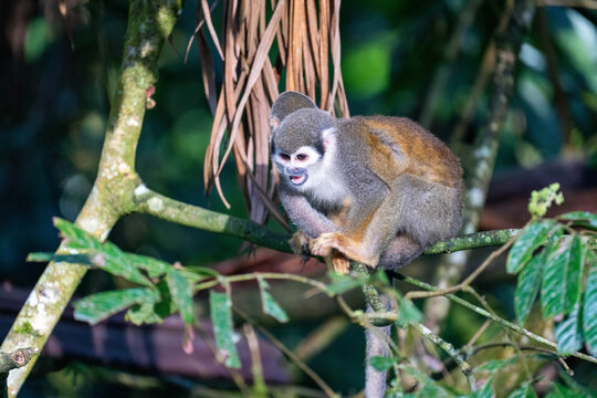 Ecuadorian squirrel monkeys (Saimiri cassiquiarensis macrodon) in a tree, in Archidona, Ecuador