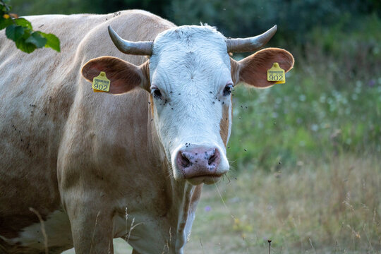 cow in a field