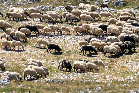 Sheep and Goats Grazing on Rocky Mountain Pasture in Montenegro, Traditional Rural Farming and Mediterranean Highland Landscape