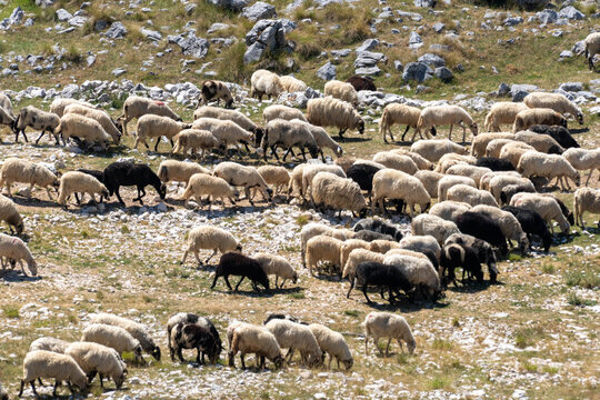 Sheep and Goats Grazing on Rocky Mountain Pasture in Montenegro, Traditional Rural Farming and Mediterranean Highland Landscape
