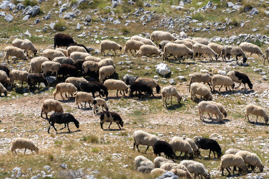 Sheep and Goats Grazing on Rocky Mountain Pasture in Montenegro, Traditional Rural Farming and Mediterranean Highland Landscape