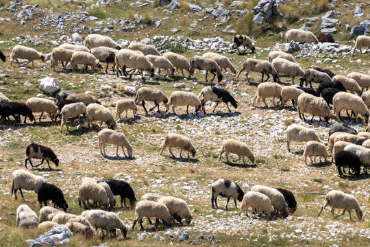 Sheep and Goats Grazing on Rocky Mountain Pasture in Montenegro, Traditional Rural Farming and Mediterranean Highland Landscape