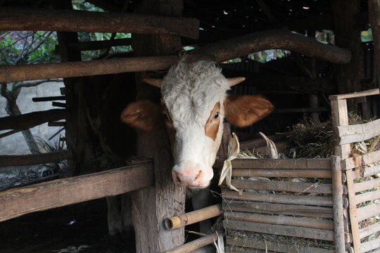 Cows in a Traditional Farm Stable with Brown and White Cattle, Rural Livestock Farming, Dairy Animals, Barn Interior, Agriculture and Countryside Scene