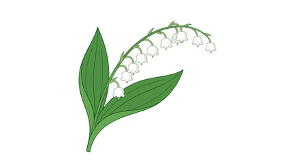 Fototapeta premium Lily of the Valley Vector Illustration