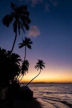 coucher de soleil avec la silhouette de palmiers