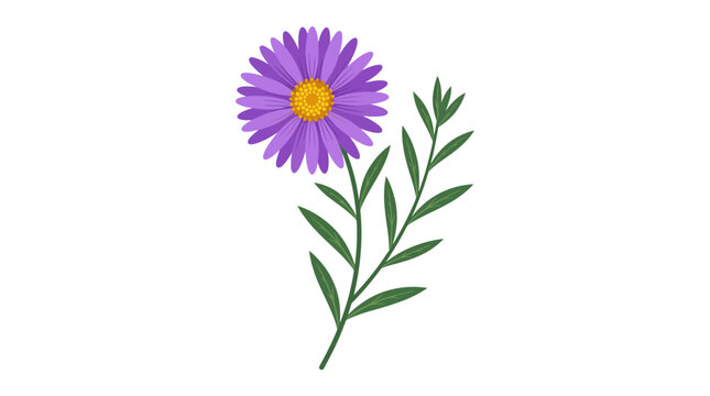 Purple Aster Flower Vector Illustration