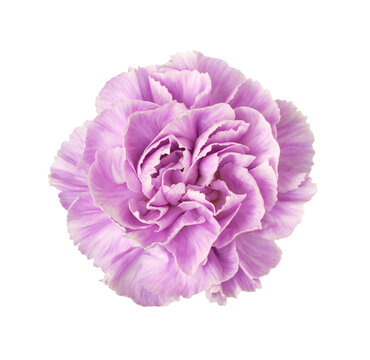 Top view of purple carnation flower isolated on white or transparent background