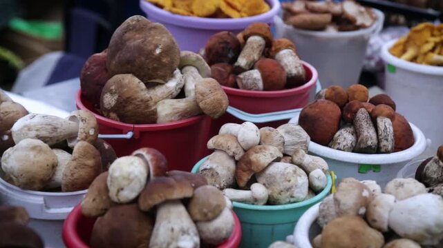 A vibrant display of various mushrooms in colorful buckets at a market in Minsk  showcasing a variety of edible fungi.