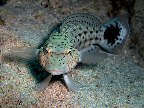 A speckled sandperch (Parapercis hexophthalma) faces the camera on the sandy seabed at Gordon Reef in the northern Red Sea, Egypt.