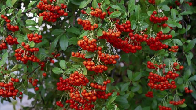 Real time 4K medium close up video of dense clusters of ripe orange red firethorn berries hanging on a green leafy bush.