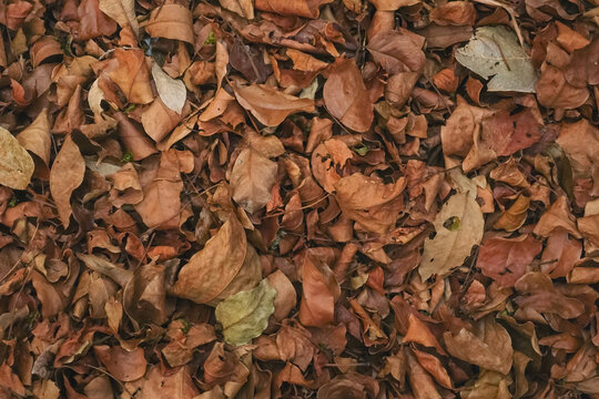 Dry brown fallen leaves covering the ground creating an earthy natural texture and organic seasonal background
