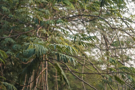 Lush green foliage of Persian silk tree Albizia julibrissin creating a natural tropical botanical scene