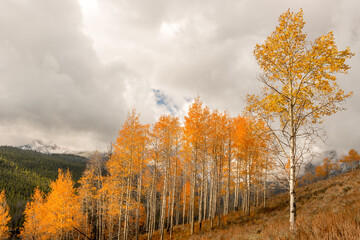 Fototapeta premium Beautiful yellow Aspan trees and stormy sky