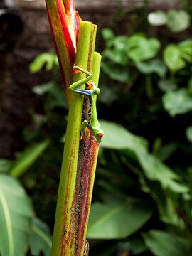 Red-eyed tree frog Agalychnis callidryas clinging to the stem of a tropical plant in a lush rainforest setting in Costa Rica. The colorful frog is a characteristic species of the tropical forest.