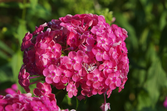 Garden Phlox Flower in the Evening Sun
