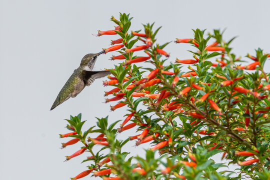 Hummingbird feeding from orange Vermillionaire plant while flying