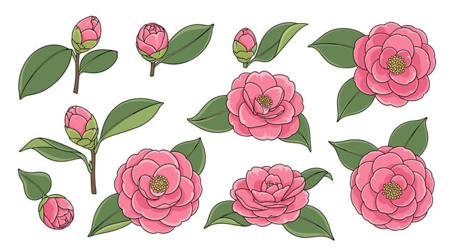 Collection of beautiful pink camellia blossoms and flower buds with green leaves in a detailed botanical illustration style.