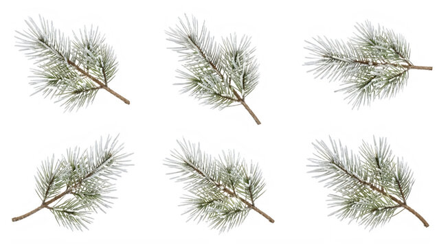 Set of small green pine tree branches with needles