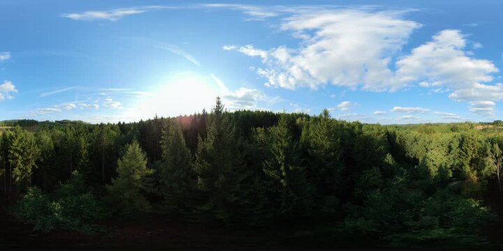 360 drone POV with bright sunbeams breaking through tall spruce branches.