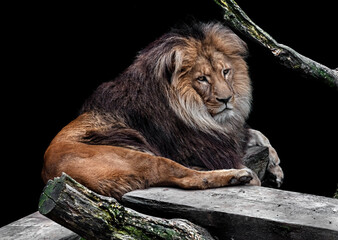 Lion male sleeping on the board. Latin name - Panthera leo © Mikhail Blajenov