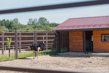 An ostrich stands in a fenced enclosure near a wooden barn. The scene is set in a sunny outdoor environment with greenery in the background. © Татьяна Зернова