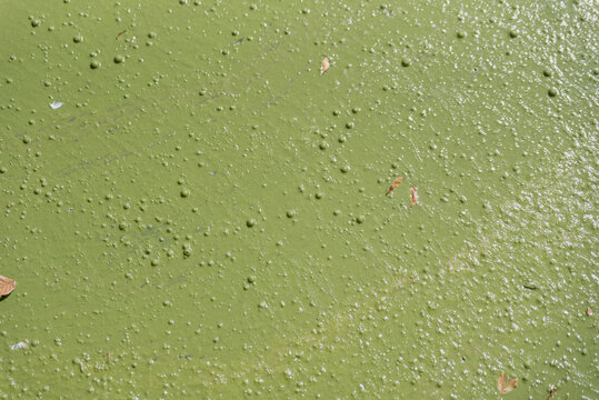 A close-up view of a green surface covered with small bumps and specks. The texture appears natural and organic, resembling algae or moss.