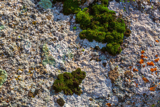 Close-up of Textured Rock with Green Moss and Orange Lichen
