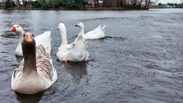 White and brown geese glide closely across a calm park pond with soft ripples in water.