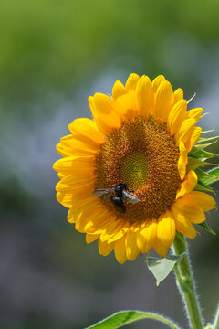 Bright blooming yellow sunflower with carpenter bee collecting nectar on green bokeh background in summer