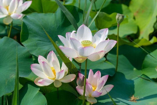 Beautiful blooming white and pink lotus flowers with green leaves on pond in sunny summer day copy space for background