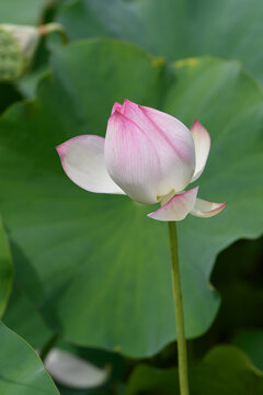 Close-up of pink lotus flower bud blooming in summer garden with green leaves and copy space for Zen meditation concept