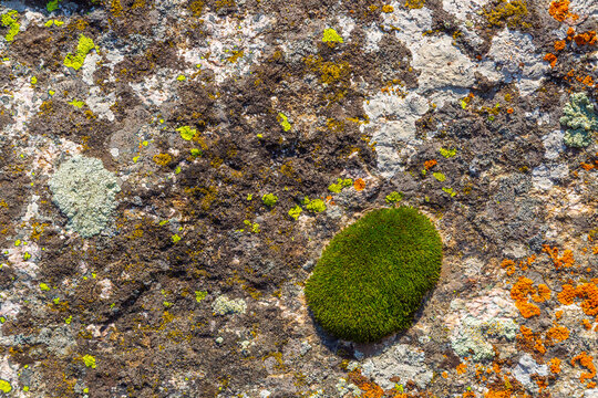 Close-up of Rock Surface with Colorful Lichen and Green Moss