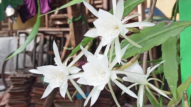 Epiphyllum oxypetalum is a species of cactus commonly known as the &ldquo;Queen of the Night&rdquo; because its large, fragrant white flowers bloom only at night and wilt by morning.