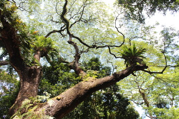 Fototapeta premium Giant tree. 