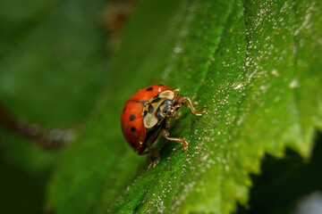 Macro shot of an Asian lady beetle with a red shell and black spots crawling on a vibrant green leaf. © Stanislav