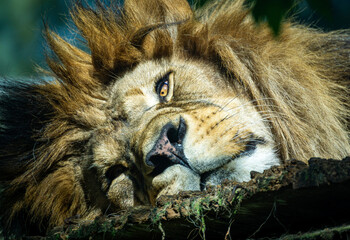 Close-up portrait of a majestic male lion resting its head on a log. Intense golden eye gaze with a thick magnificent mane. © Stanislav