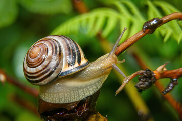 Macro photography of a striped snail climbing on a plant branch with green fern background. © Stanislav