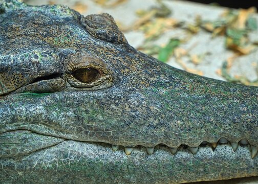 Extreme close-up of a crocodile head showing detailed skin texture, sharp teeth, and a fierce eye.