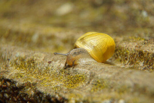 Macro photography of a small snail with a bright yellow shell crawling on a textured stone surface covered in moss. Soft blurred background.