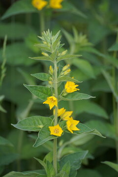 Close-up of a blooming large yellow loosestrife stem with vibrant yellow flowers and pointed green leaves. Soft natural background.